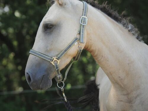 Fiston du Plan des Grès colt