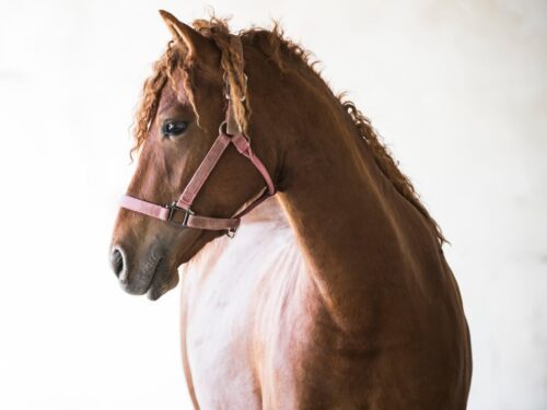 Plandesgres Truffe de Rosie filly