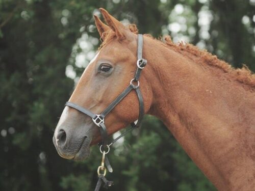Fébrile colt