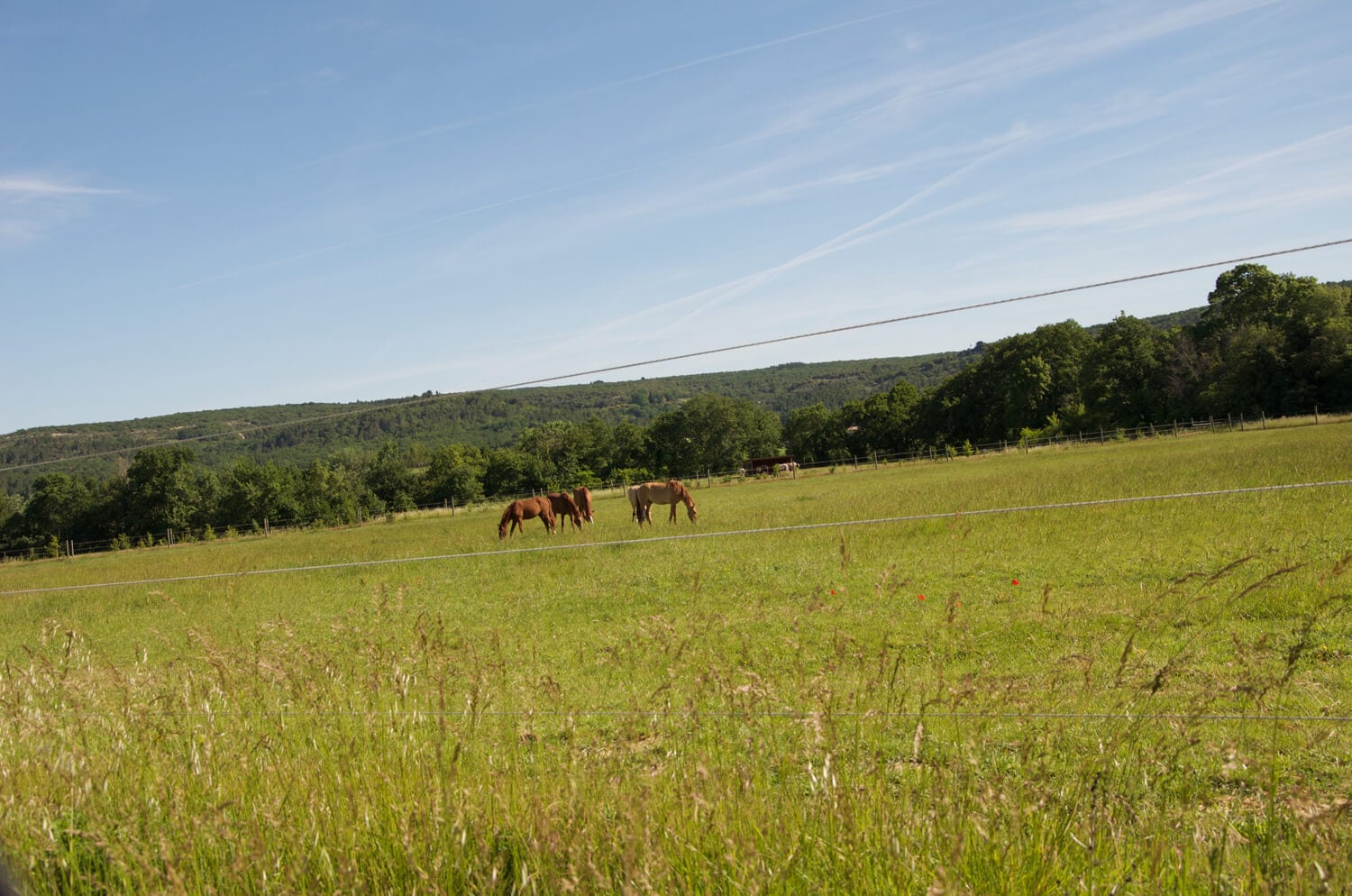 chevaux-curly-dans-un-pres-en-provence