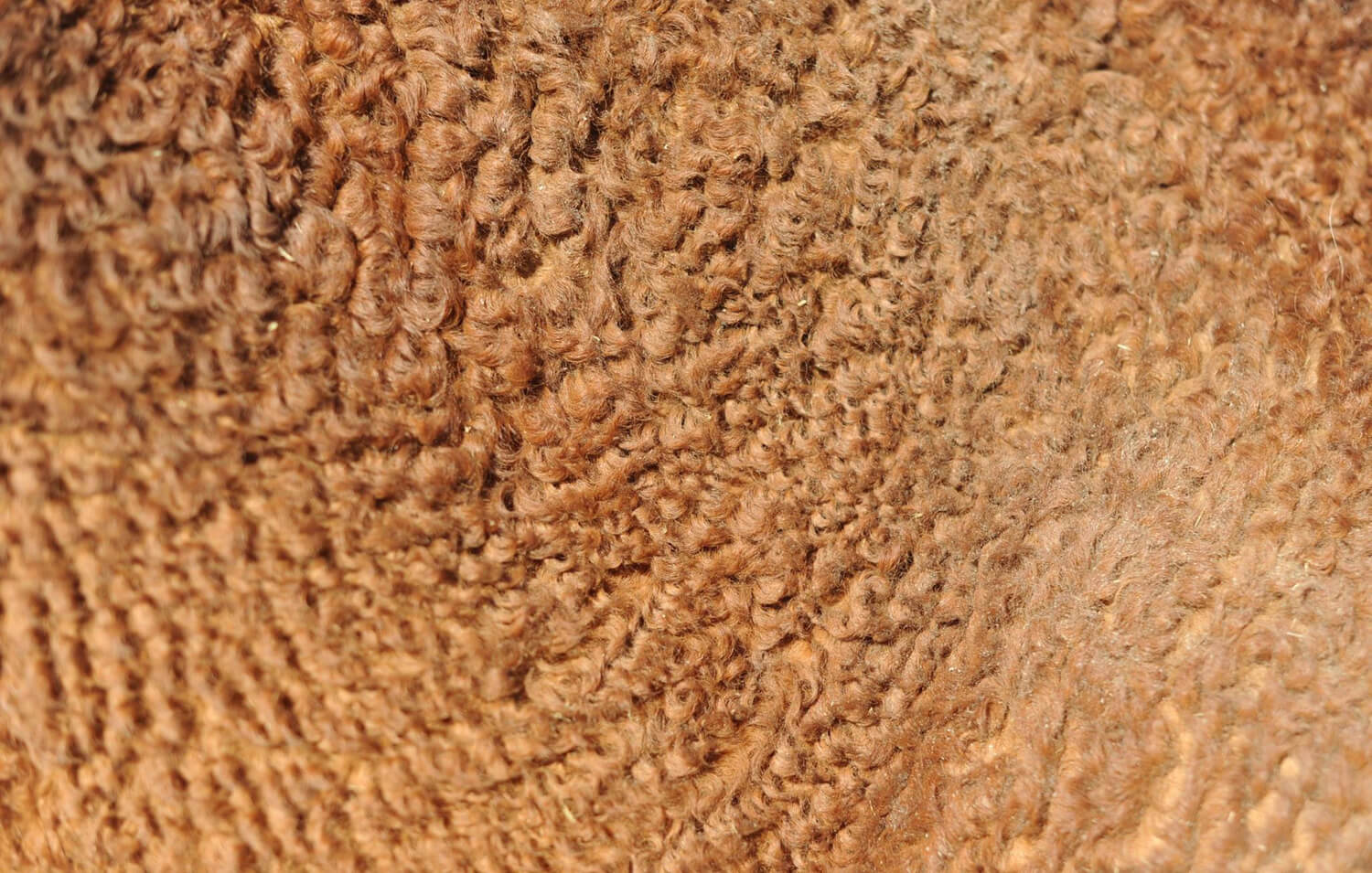 crin-cheval-curly