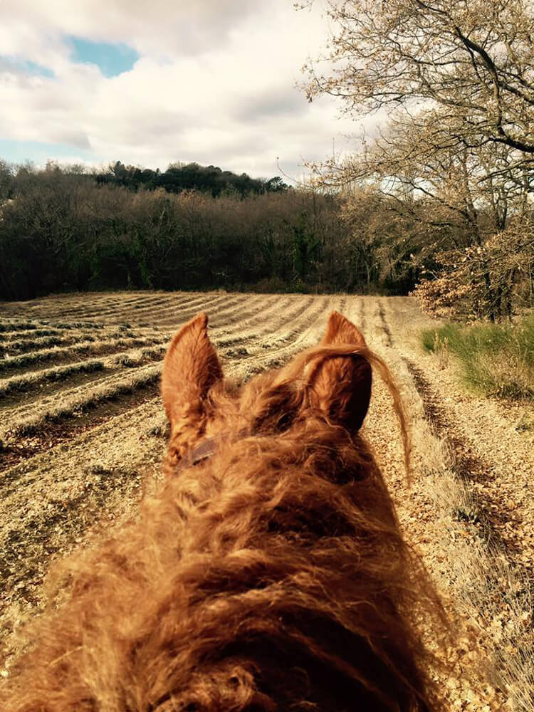 criniere-de-cheval-curly-en-provence
