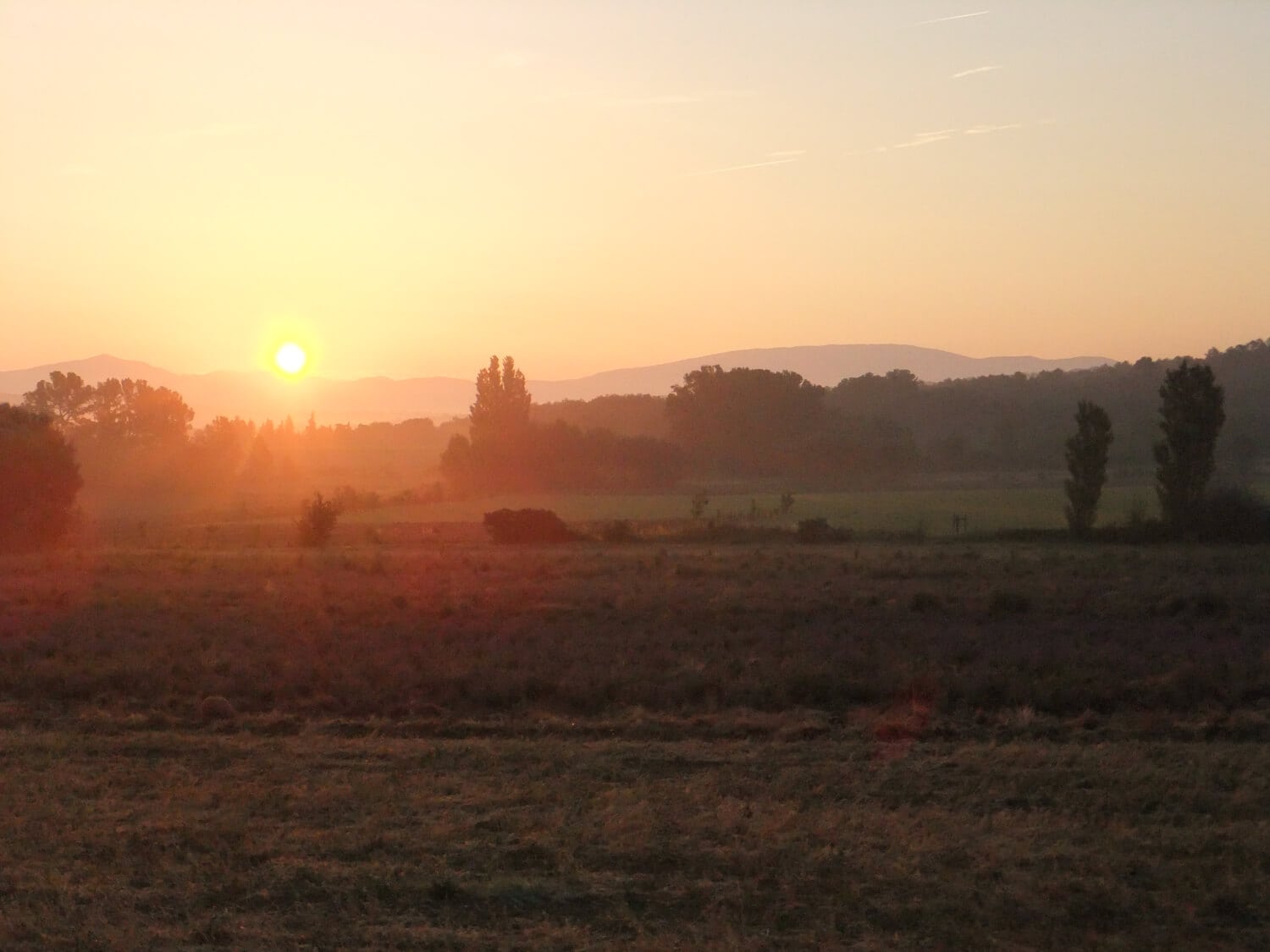 curly-de-provence-agroecologie