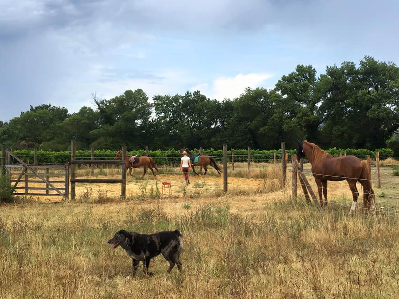 elevage-de-chevaux-curly-en-agroecologie