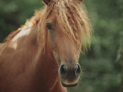 Elkinoui Plandesgres colt curly horse for sale