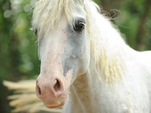 Elya du Plan des Grès filly curly horse for sale