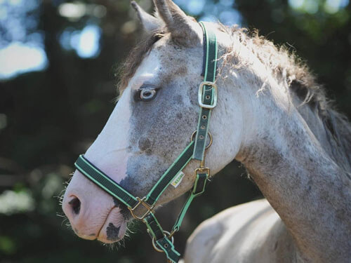 Eole du Plan des Grès filly