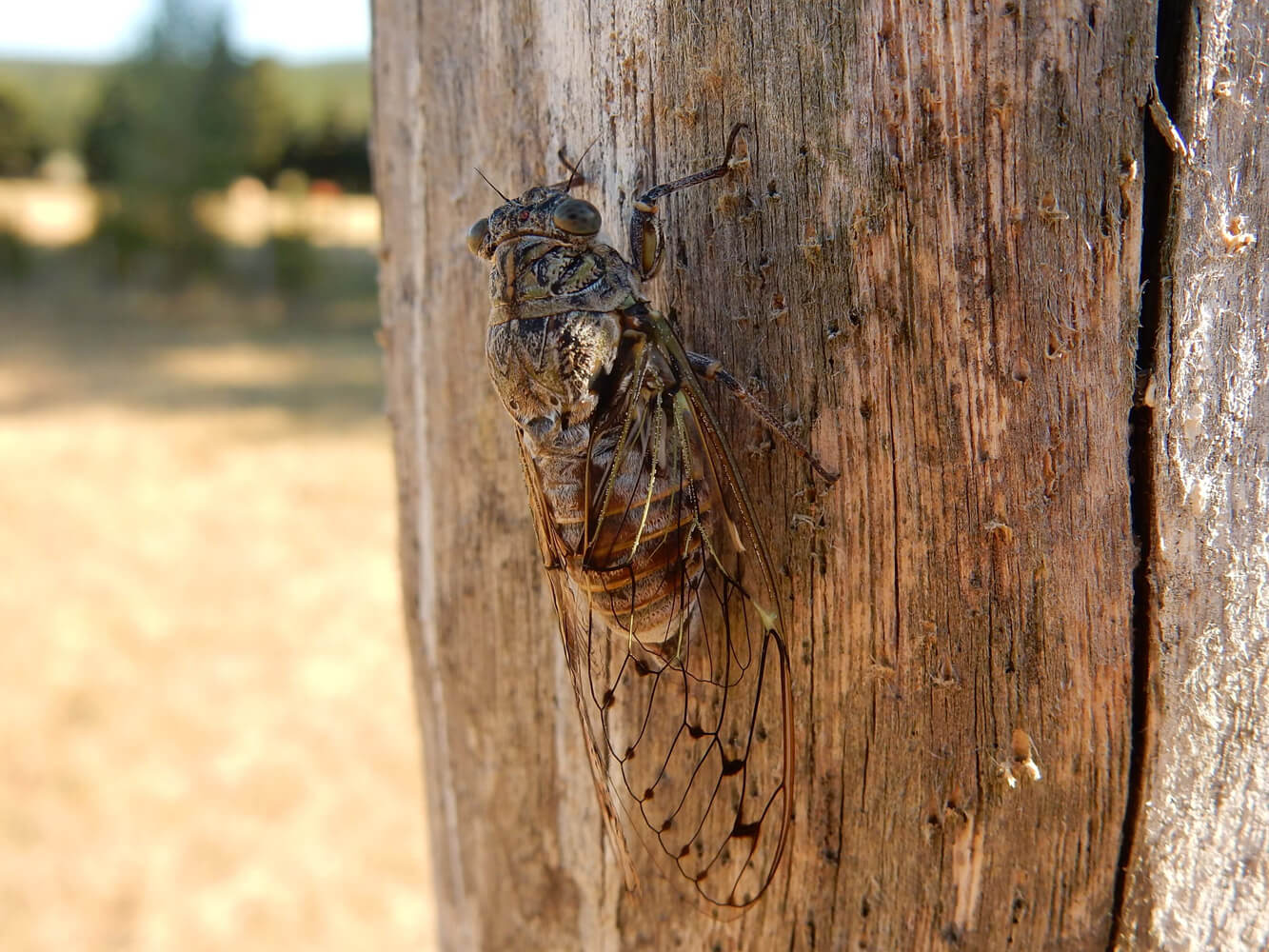 insecte-agroforesterie