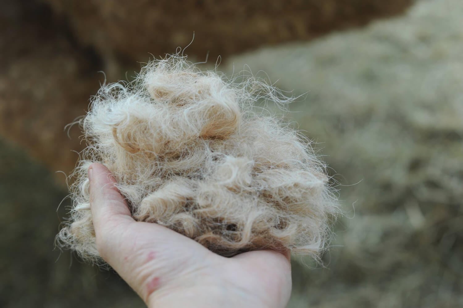 poil-cheval-curly-hypoallergenique