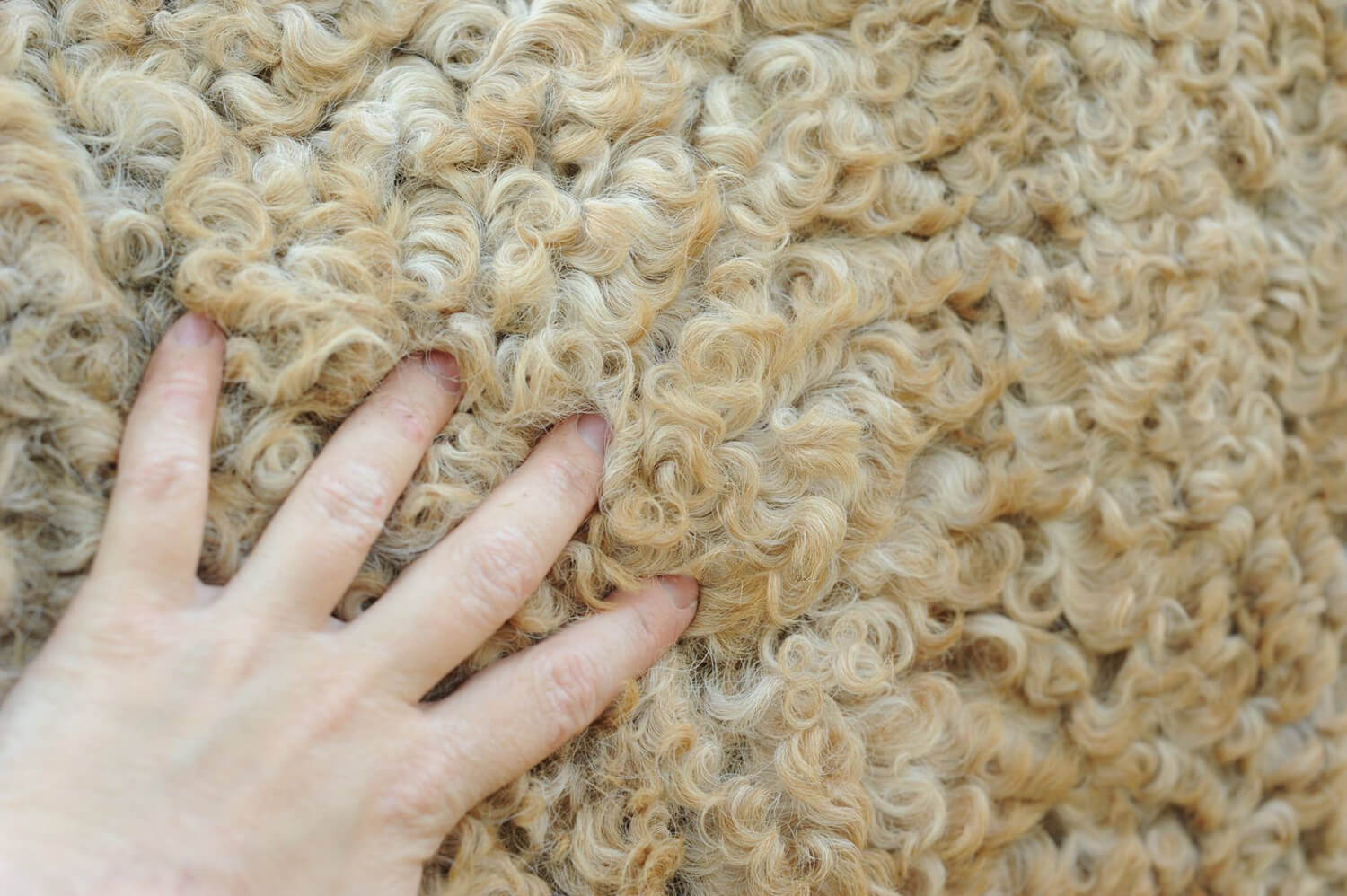 poil-de-cheval-curly