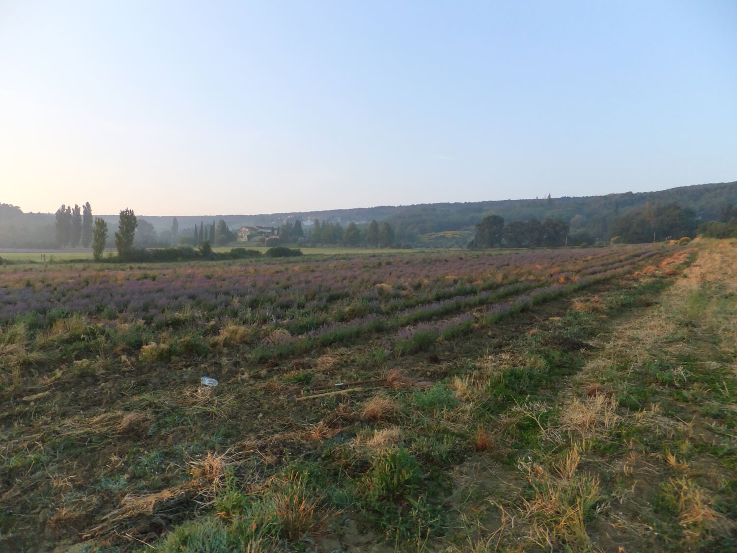 producteur-de-lavande-en-provence